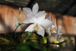 園內種植的蘭花8