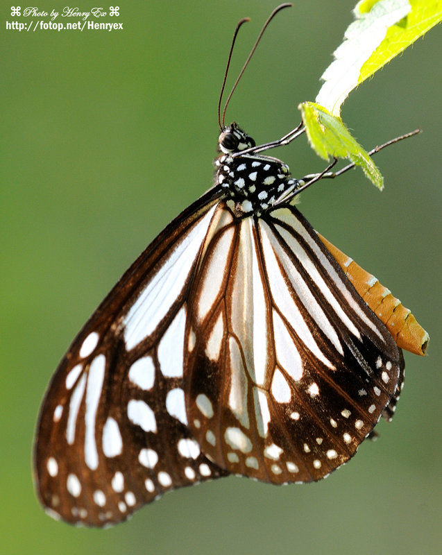 黑绢斑蝶 - 生态区 - dchome.net 数码天地论坛 - powered by discuz!