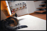 _D309067a
