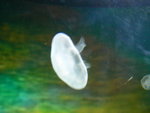 jellyfish@1
