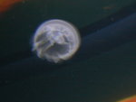 jellyfish @2
