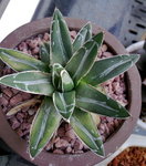 Agave victoriae-reginae _20090913_1