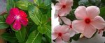 長春花