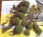 金盛丸 Echinopsis Calochlora_20080403_1