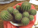金盛丸 Echinopsis Calochlora_20080403_2