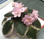 照片 004