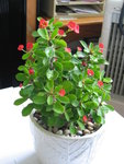 照片 008