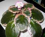 照片 019
