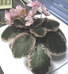 20061129 001