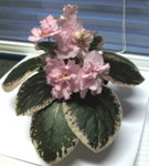 20061129 002