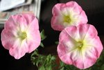 20061210矮 牛1