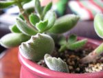 20061210熊童子1