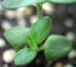20061210薰衣草1