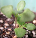 20061210薰衣草2
