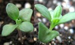 20061210薰衣草3
