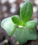 20061210薰衣草4
