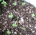 20061210薰衣草5