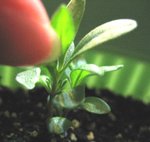 薰衣草20061227_1