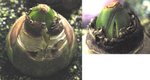 風信子20061227_2