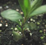 薰衣草20061227_2