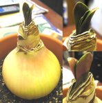 朱頂蘭_花孔雀_20061229