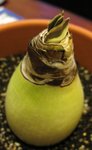 朱頂蘭_鳳蝶_20061229