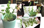 矮牛_20061230