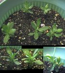 薰衣草_20070103