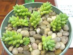 玉珠簾_20070109