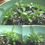 薰衣草_20070115