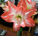 花孔雀_20070216(3)