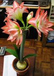花孔雀_20070216(f)