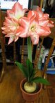 花孔雀_20070218(2)