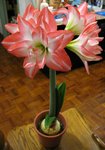 花孔雀_20070218(3)