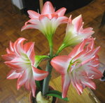 花孔雀_20070218(5)