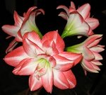 花孔雀_20070218(s)