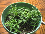 薰衣草_20070314_1