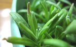 薰衣草_20070314_2