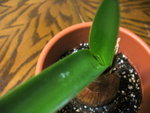 蝴蝶_20070314