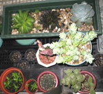 花槽中_20070422
