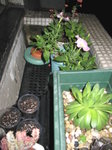 花槽左_20070422