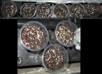 春播貓薄荷_20070422