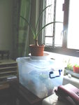 蝴蝶_20070603