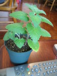 檸檬貓薄荷_20070713
