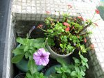 花槽左角_20070808
