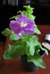 大花單瓣型超級瀑布淡藍紫_20070810