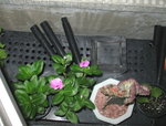 花槽中_20070821