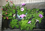 花槽左_20070821