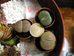 生石花_20071101