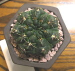 緋花玉_20071101